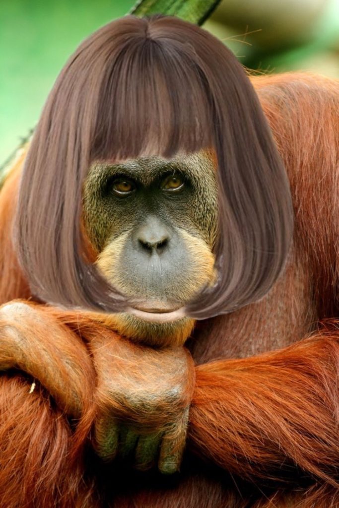 The Practicality of Monkeys Wearing Wigs